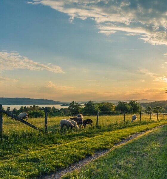 REASONS WHY I’M THINKING ABOUT RELOCATING TO THE COUNTRYSIDE IN FUTURE VS CITY LIFE